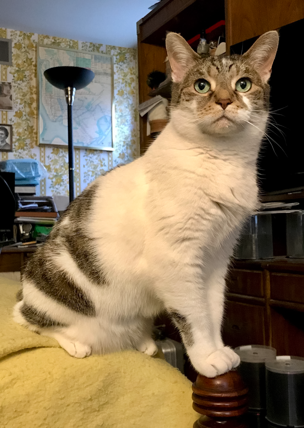 Chloe Cat