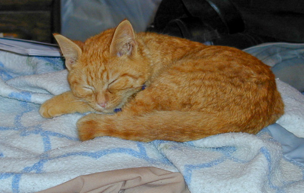 Tangerine on the bed